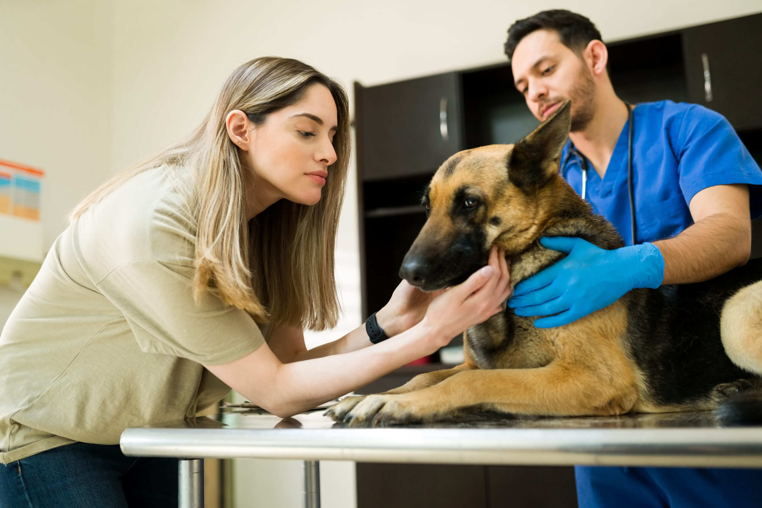 Beautiful sad woman saying goodbye to her old german shepherd. Professional male veterinarian preparing and ready to put down a sick dog